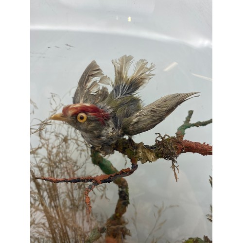 535 - TAXIDERMIC DISPLAY OF VARIOUS SMALL BIRDS UNDER DOME (DOME AS FOUND)