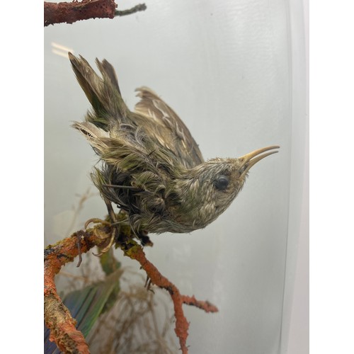 535 - TAXIDERMIC DISPLAY OF VARIOUS SMALL BIRDS UNDER DOME (DOME AS FOUND)