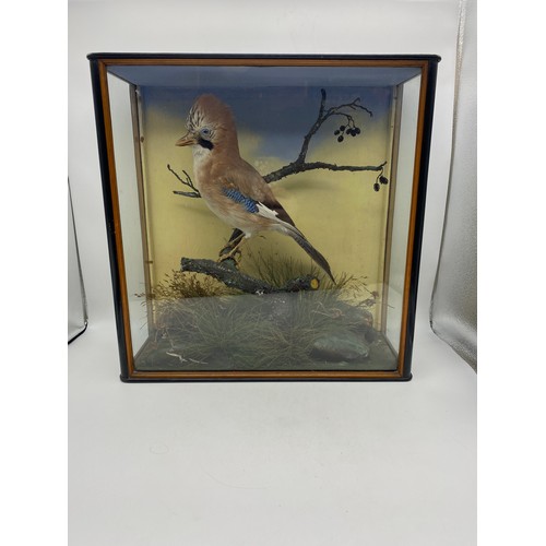 537 - TAXIDERMIC EURASIAN JAY IN NATURISTIC SETTING