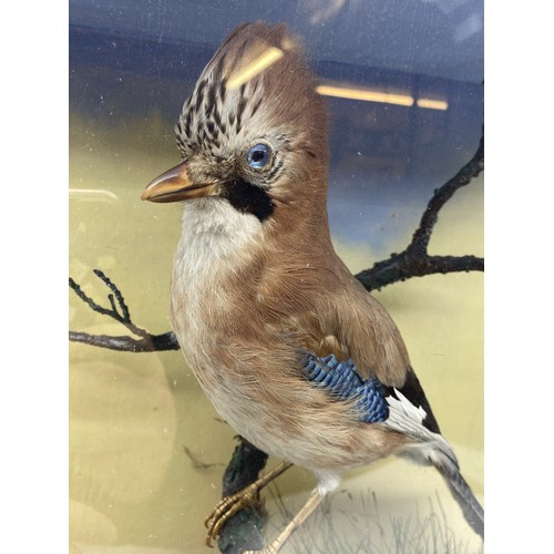 537 - TAXIDERMIC EURASIAN JAY IN NATURISTIC SETTING