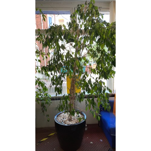 100B - POTTED FICUS HOUSE PLANT HEIGHT APPROX 7FT