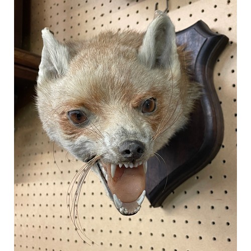 613 - TAXIDERMIC FOX HEAD MOUNTED ON A SHIELD SHAPE PLAQUE WITH FOX TAIL BRUSH