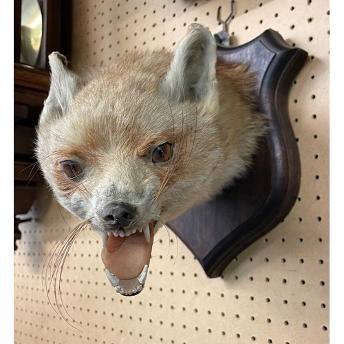 613 - TAXIDERMIC FOX HEAD MOUNTED ON A SHIELD SHAPE PLAQUE WITH FOX TAIL BRUSH