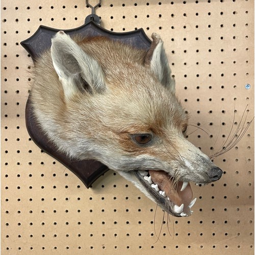 613 - TAXIDERMIC FOX HEAD MOUNTED ON A SHIELD SHAPE PLAQUE WITH FOX TAIL BRUSH