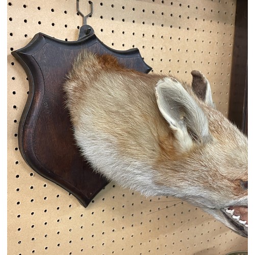 613 - TAXIDERMIC FOX HEAD MOUNTED ON A SHIELD SHAPE PLAQUE WITH FOX TAIL BRUSH