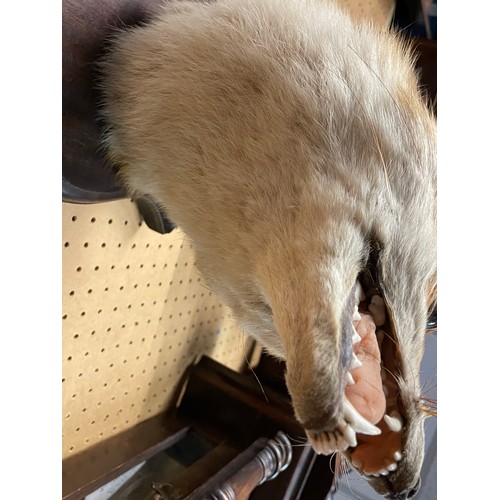 613 - TAXIDERMIC FOX HEAD MOUNTED ON A SHIELD SHAPE PLAQUE WITH FOX TAIL BRUSH