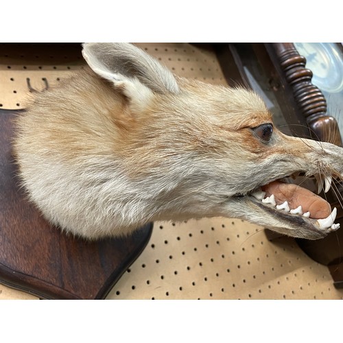 613 - TAXIDERMIC FOX HEAD MOUNTED ON A SHIELD SHAPE PLAQUE WITH FOX TAIL BRUSH