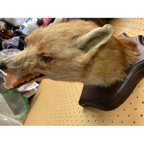 613 - TAXIDERMIC FOX HEAD MOUNTED ON A SHIELD SHAPE PLAQUE WITH FOX TAIL BRUSH