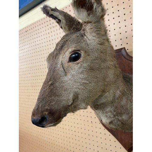 554 - TAXIDERMIC DEERS HEAD ON SHIELD PLAQUE