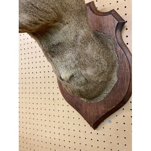 554 - TAXIDERMIC DEERS HEAD ON SHIELD PLAQUE