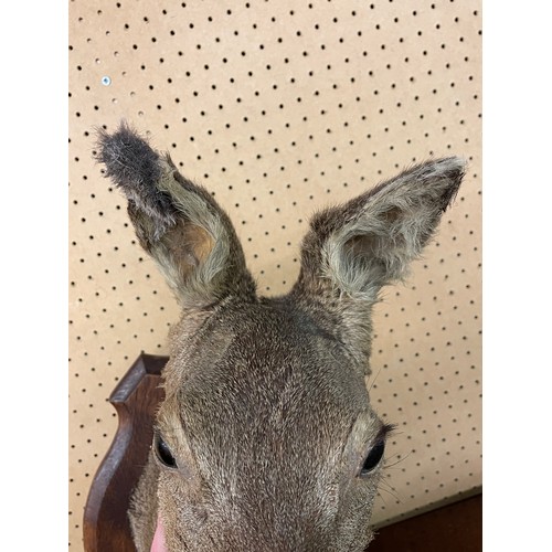 554 - TAXIDERMIC DEERS HEAD ON SHIELD PLAQUE