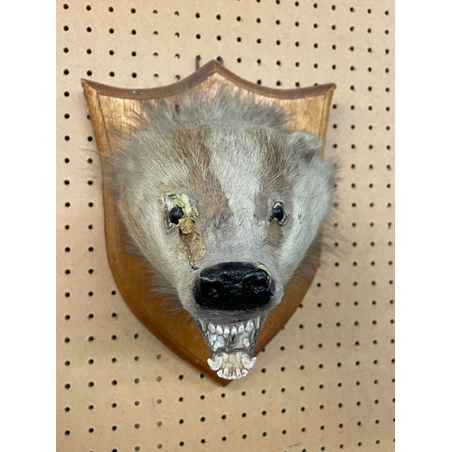 555 - TAXIDERMIC BADGERS HEAD ON SHIELD SHAPE PLAQUE