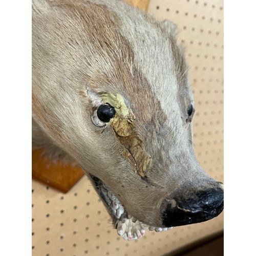 555 - TAXIDERMIC BADGERS HEAD ON SHIELD SHAPE PLAQUE