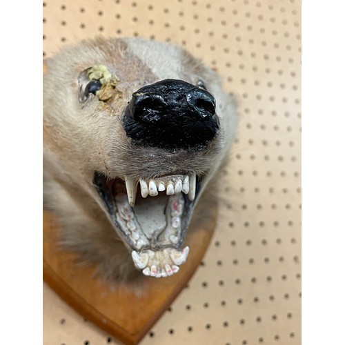 555 - TAXIDERMIC BADGERS HEAD ON SHIELD SHAPE PLAQUE