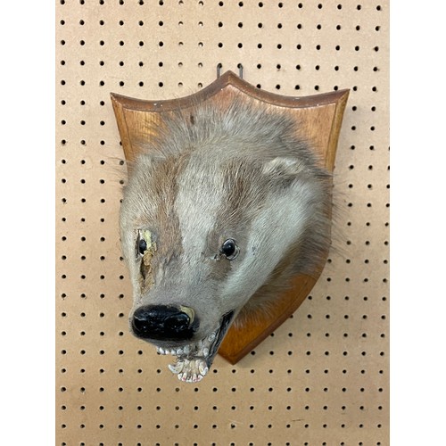 555 - TAXIDERMIC BADGERS HEAD ON SHIELD SHAPE PLAQUE