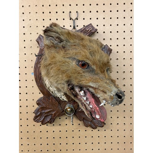 556 - TAXIDERMIC FOX HEAD MOUNTED ON AN ACORN LEAF FRAME