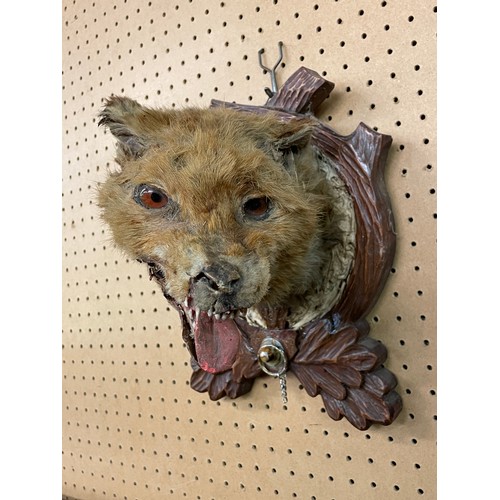 556 - TAXIDERMIC FOX HEAD MOUNTED ON AN ACORN LEAF FRAME