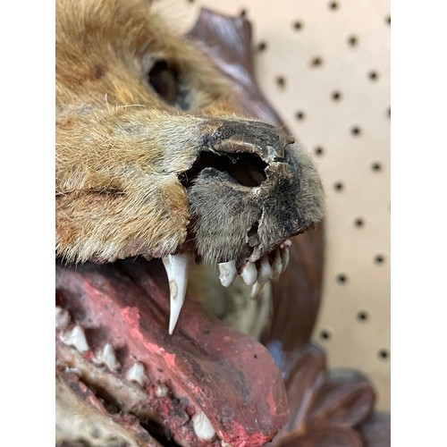 556 - TAXIDERMIC FOX HEAD MOUNTED ON AN ACORN LEAF FRAME