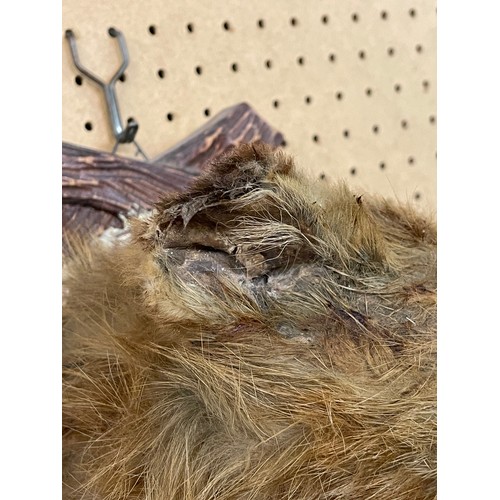 556 - TAXIDERMIC FOX HEAD MOUNTED ON AN ACORN LEAF FRAME