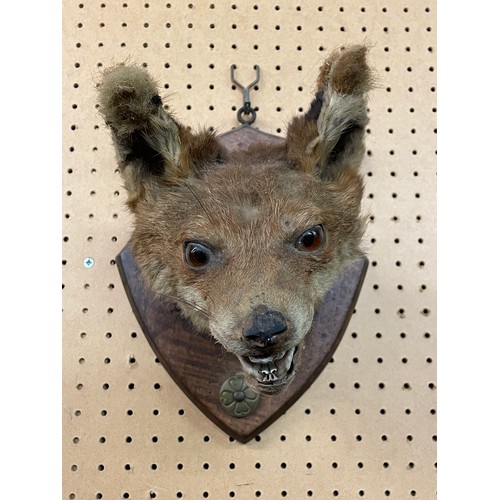 557 - TAXIDERMIC FOX HEAD ON SHIELD SHAPE PLAQUE