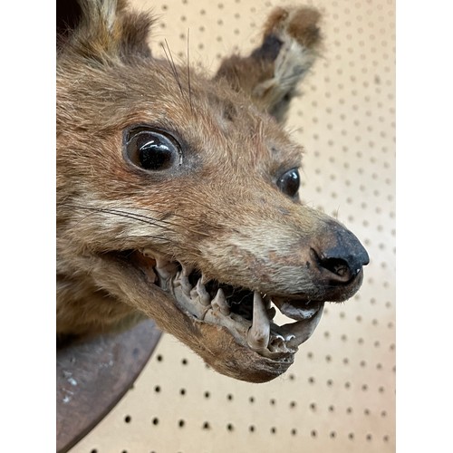 557 - TAXIDERMIC FOX HEAD ON SHIELD SHAPE PLAQUE