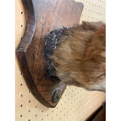 557 - TAXIDERMIC FOX HEAD ON SHIELD SHAPE PLAQUE