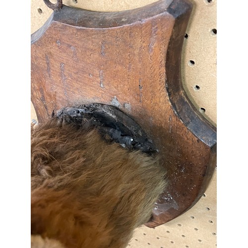 557 - TAXIDERMIC FOX HEAD ON SHIELD SHAPE PLAQUE