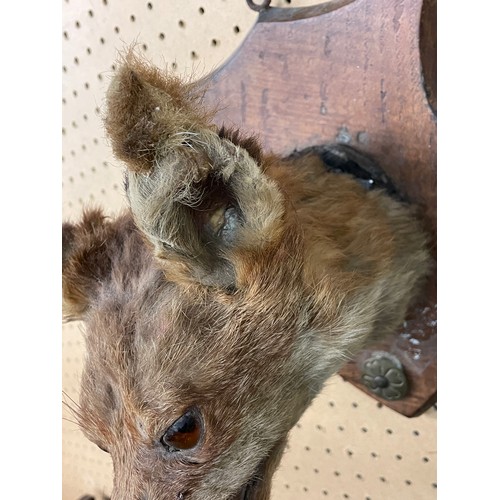 557 - TAXIDERMIC FOX HEAD ON SHIELD SHAPE PLAQUE