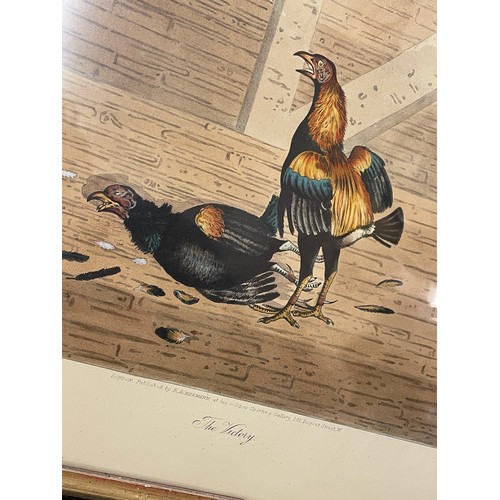 356 - PAIR OF TINTED ENGRAVINGS OF COCK FIGHTING AFTER COOPER ENTITLED THE SET TWO AND THE VICTORY FRAMED ... 