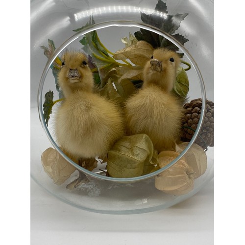 654 - TAXIDERMY DUCKLINGS IN GLASS APPLE TERRARIUM