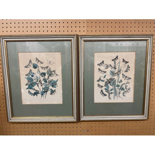 378 - PAIR OF BOOK PLATES OF MOTHS AND BOTANICAL STUDIES FRAMED AND GLAZED 24CM X 19CM