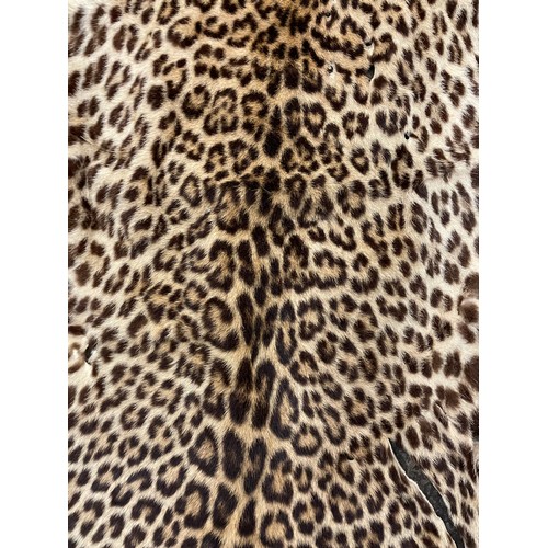 658 - CHEETAH PELT 110CM