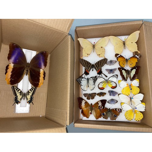 661 - TWO BOXES OF PINNED BUTTERFLY SAMPLES