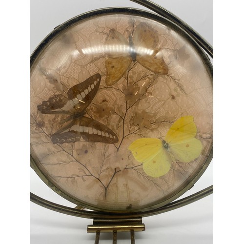 551 - VINTAGE BUTTERFLY DIORAMA EYE SHAPED LAMP WITH WIRE CHERRY FINIALS