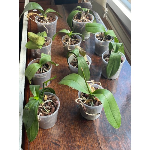 383 - SELECTION OF POTTED ORCHID PLANTS