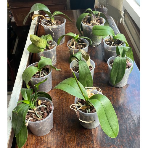 383 - SELECTION OF POTTED ORCHID PLANTS