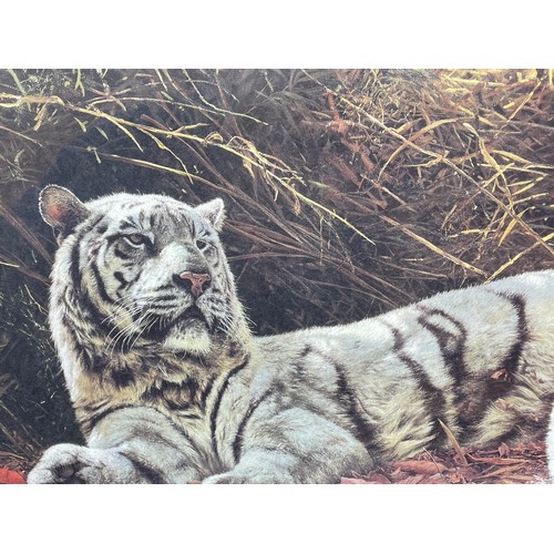 245 - ANTHONY GIBBS PRINT 826/1550 WHITE TIGERS EVER WATCHFULL FRAMED AND GLAZED