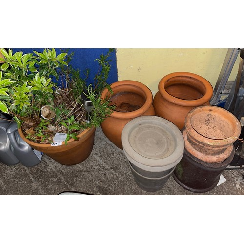 221 - OSTEOSPURNUM SHRUB IN TERRACOTTA POT AND OTHER TERRACOTTA PLANTERS