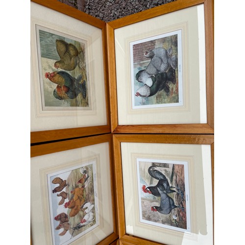 638 - SERIES OF SIX PRINTS OF FARM YARD POULTRY FRAMED AND GLAZED, ONE OTHER ENTITLED RHODE ISLAND REDS, A... 