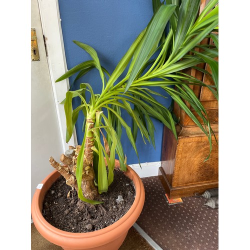 100A - LARGE YUCCA PLANT A/F