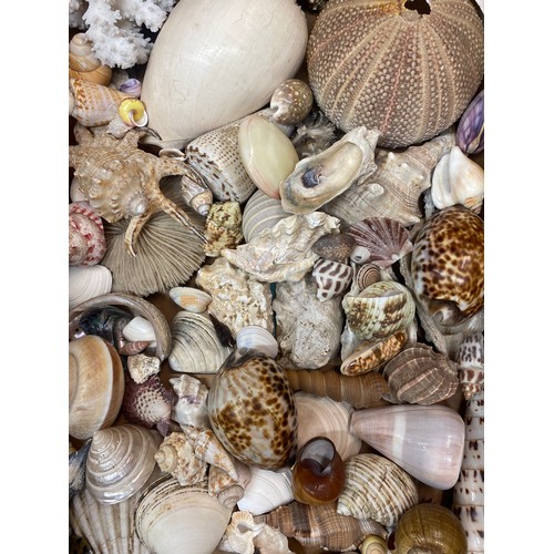 551 - BOX OF ASSORTED SEASHELLS AND STAR FISH