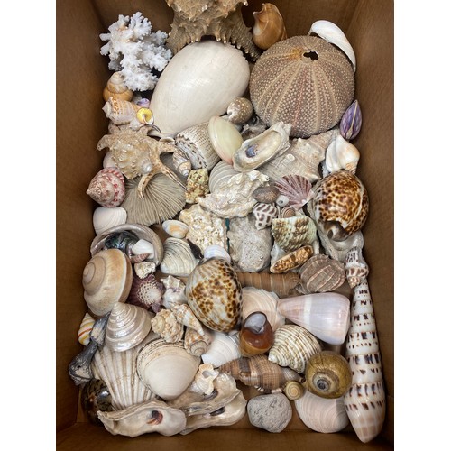 551 - BOX OF ASSORTED SEASHELLS AND STAR FISH