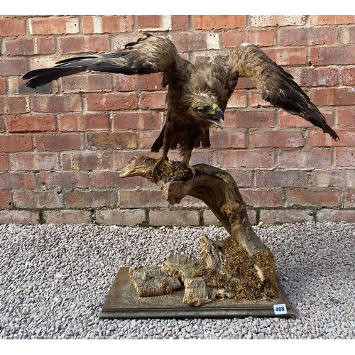 408 - TAXIDERMY BIRD OF PREY ON BARK WOOD STAND