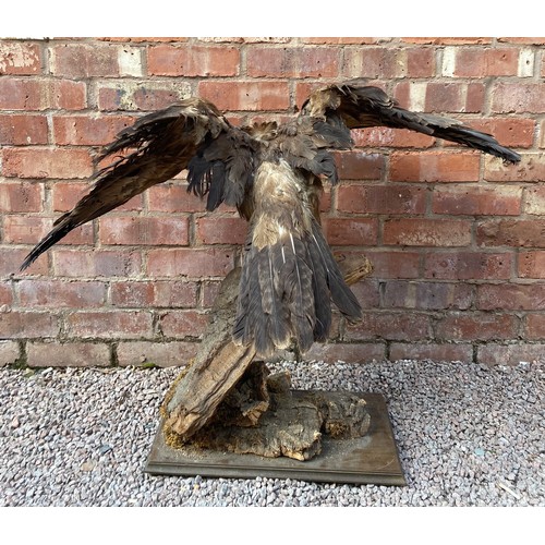 408 - TAXIDERMY BIRD OF PREY ON BARK WOOD STAND