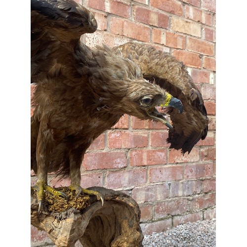 408 - TAXIDERMY BIRD OF PREY ON BARK WOOD STAND