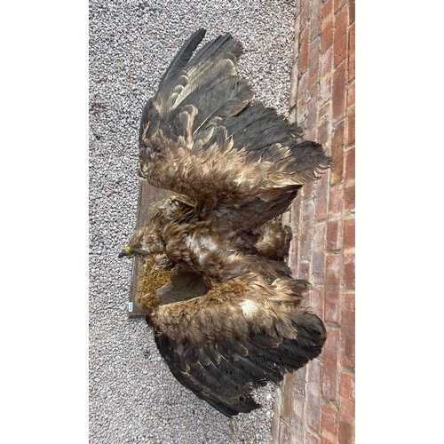 408 - TAXIDERMY BIRD OF PREY ON BARK WOOD STAND