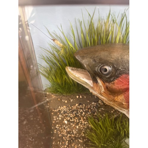 525A - TAXIDERMY CASED RAINBOW TROUT CAUGHT BY W.A. STOKES AT PACKINGTON ON 17/07/95 WEIGHING 11lbs and 2oz... 