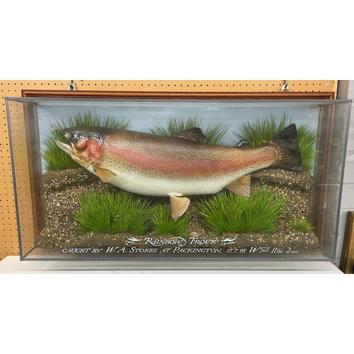 525A - TAXIDERMY CASED RAINBOW TROUT CAUGHT BY W.A. STOKES AT PACKINGTON ON 17/07/95 WEIGHING 11lbs and 2oz...