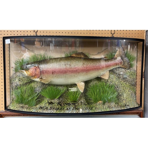 525B - CONVEXED TAXIDERMY CASED RAINBOW TROUT CAUGHT BY W.A.STOKES AT DRAYCOTE 29/08/91 WEIGHING 8lbs AND 1... 