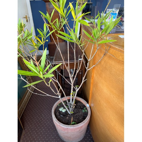 100A - GARDEN PLANT POSSIBLY RHODODENDRON IN TERRACOTTA POT